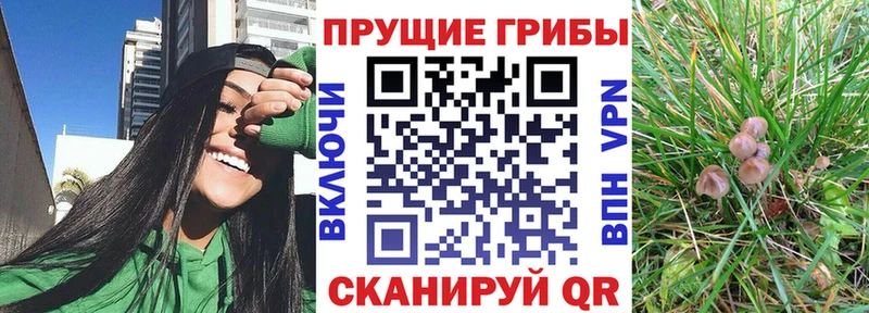 цена   Буйнакск  Псилоцибиновые грибы прущие грибы 